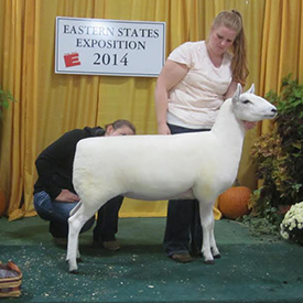Reserve Champion Ewe