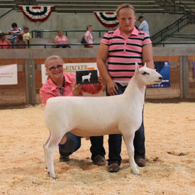 National Cheviot Show & Sale